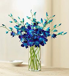 Ocean Breeze Orchids Davenport Florist - Same Day Flower Delivery - Flower Power 